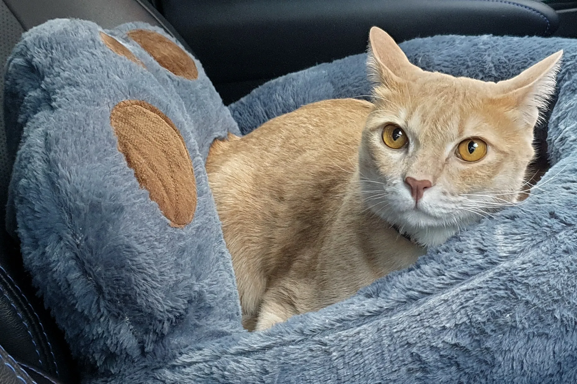 Cropped Image1769874517929