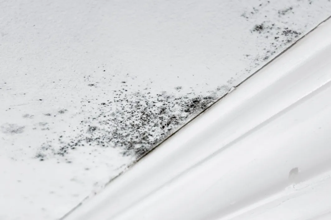 Cropped Image1771991049894